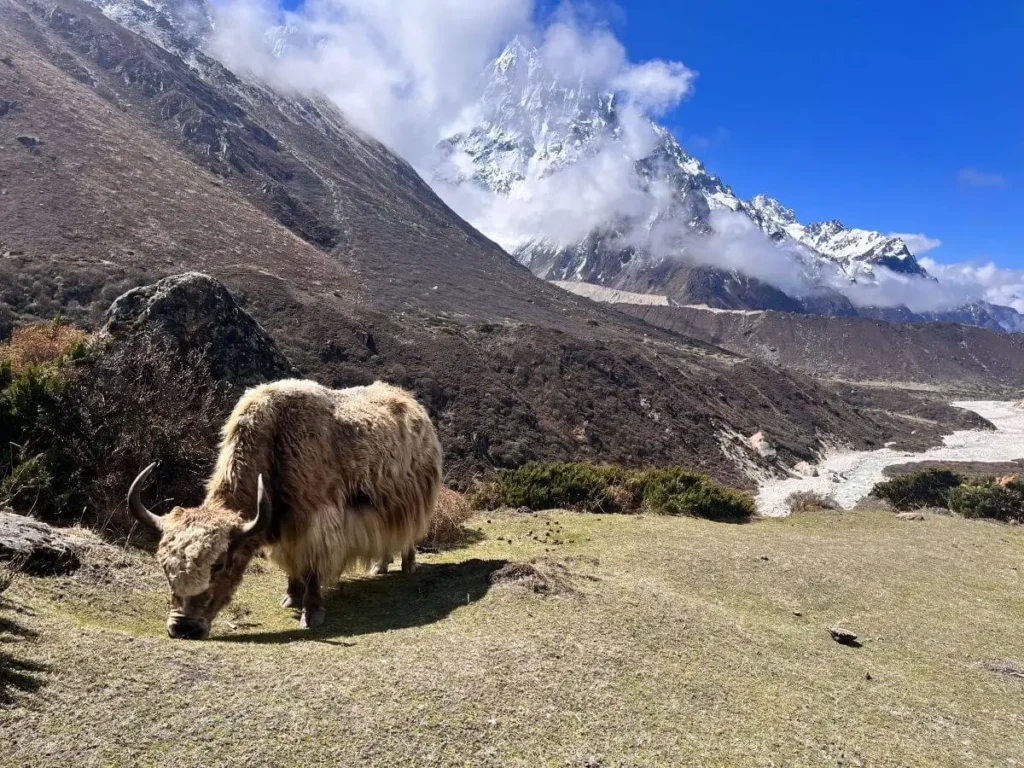 Yak grazing in Everest