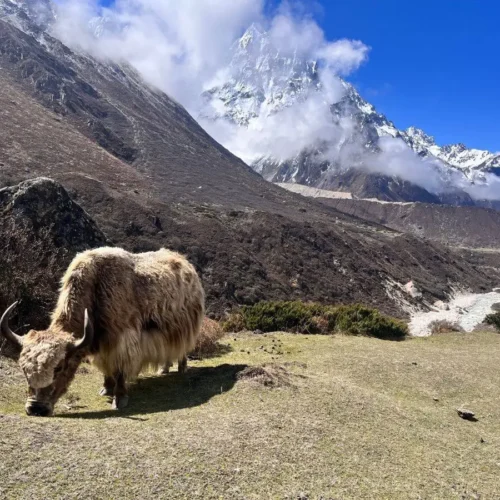 Yak grazing in Everest