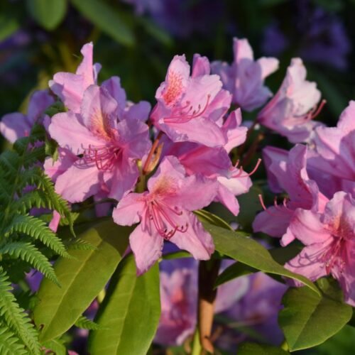 Nepal national flower Rhododendron