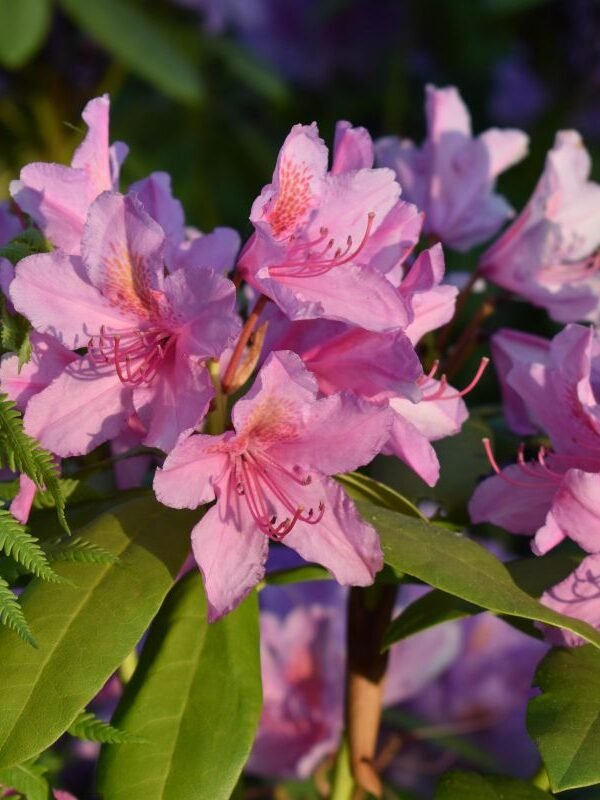 Nepal national flower Rhododendron
